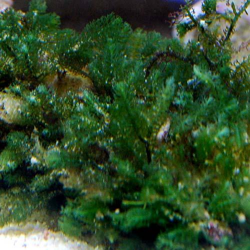 ◆オーダー用◆ダイカット 海藻 サンゴ 岩 海水魚）海藻 コケイワヅタ 岩付き Sサイズ（1個） : チャーム charm