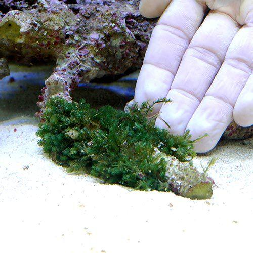 海水魚）海藻 コケイワヅタ 岩付き Sサイズ（1個） : チャーム charm
