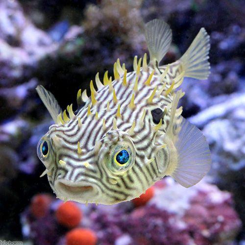 （海水魚）ストライプバーフィッシュ（１匹）　北海道・九州航空便要保温