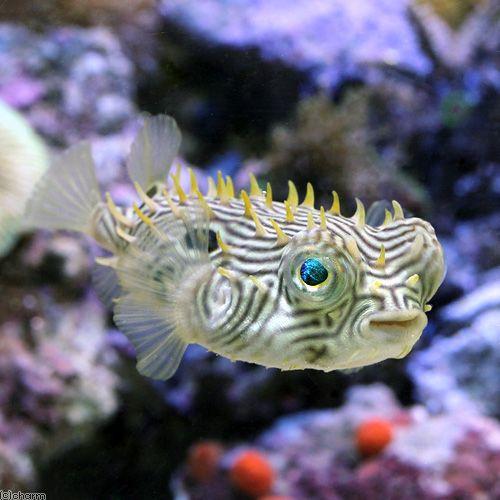 （海水魚）ストライプバーフィッシュ（１匹）　北海道・九州航空便要保温
