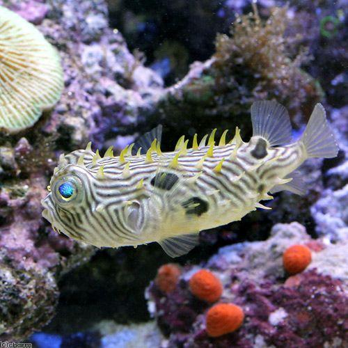（海水魚）ストライプバーフィッシュ（１匹）　北海道・九州航空便要保温