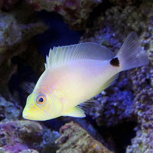 海水魚 バターハムレット １匹 北海道航空便要保温 チャーム Charm Paypayモール店 通販 Paypayモール