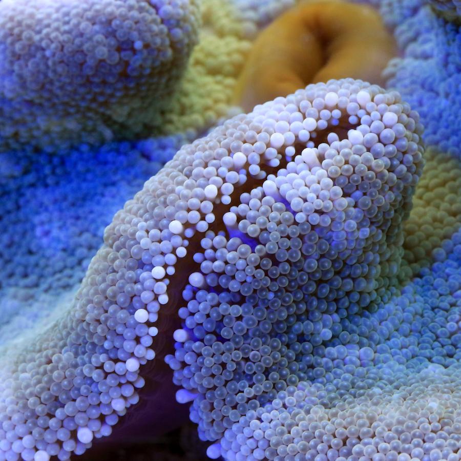 海水魚）イボハタゴイソギンチャク おまかせカラー Mサイズ（1匹）無