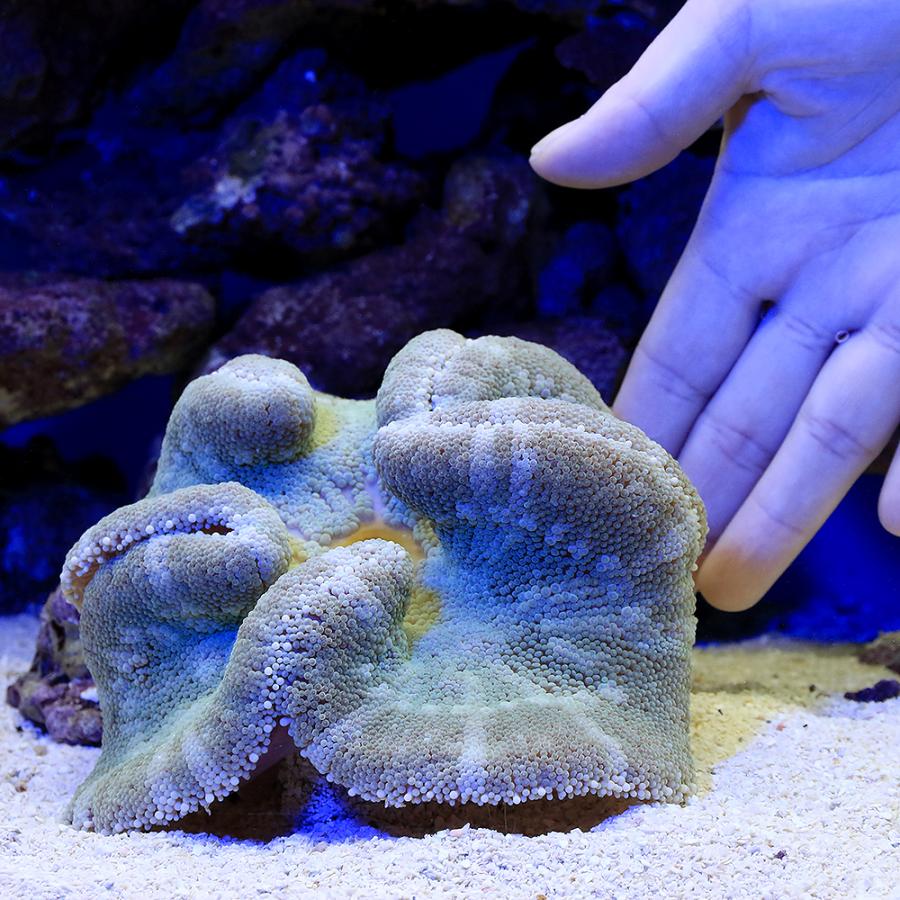 海水魚）イボハタゴイソギンチャク おまかせカラー Mサイズ（1匹）無 