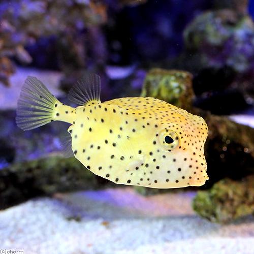 （海水魚）テングハコフグ　Ｍサイズ（１匹）　北海道航空便要保温 | 
