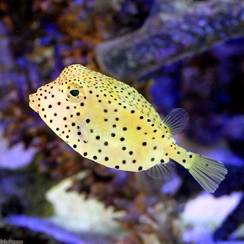 （海水魚）テングハコフグ　Ｍサイズ（１匹）　北海道航空便要保温 |  | 01