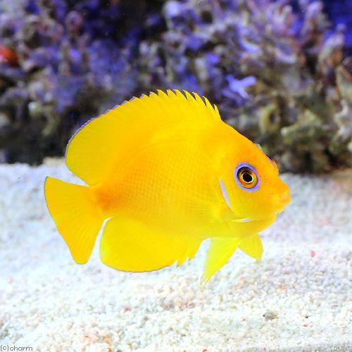 （海水魚）ヤッコ　フィジー産　レモンピールエンゼル（１匹）　北海道・九州航空便要保温