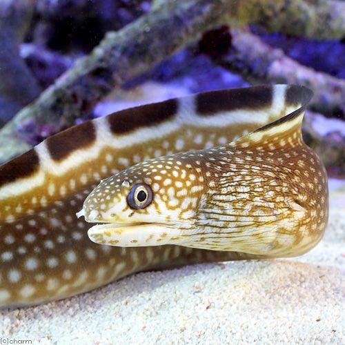 熱帯魚、アクアリウム用品 （海水魚）ブラックエッジモレイ（１匹）　沖縄別途送料