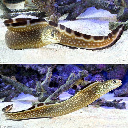 熱帯魚、アクアリウム用品 （海水魚）ブラックエッジモレイ（１匹）　沖縄別途送料