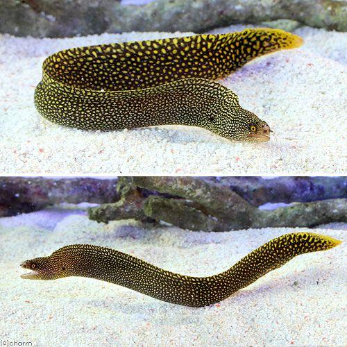 新品本物 海水魚 ゴールデンテールモレイ ｓサイズ １匹 北海道 九州 沖縄航空便要保温 沖縄別途送料 予約販売品 Www Muslimaidusa Org