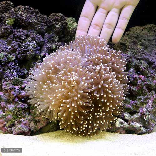海水魚）スリランカ産 センジュイソギンチャク ミックスカラー M