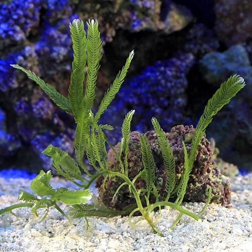 （海水魚）海藻　沖縄産　イチイヅタ（１房）｜chanet｜03