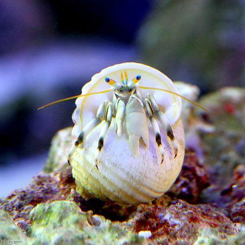 チャーム（charm） （海水魚）ヤドカリ 沖縄産 シロサンゴヤドカリ（1