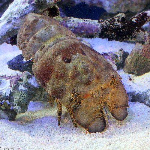 海水魚）エビ カリビアンスリッパーロブスター Lサイズ（1匹） 沖縄