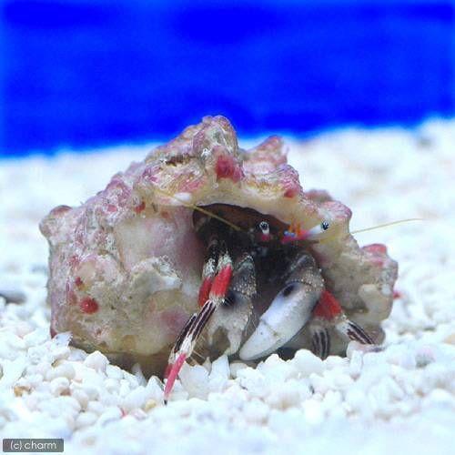 チャーム（charm） （海水魚）ヤドカリ 沖縄産 カザリサンゴヤドカリ