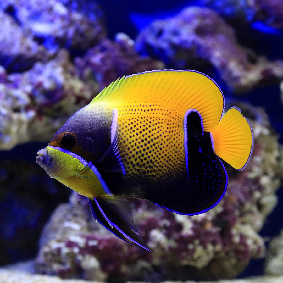 Sale 76 Off 海水魚 ヤッコ イナズマヤッコ 成魚 ｓサイズ １匹 沖縄別途送料11 660円 Aynaelda Com