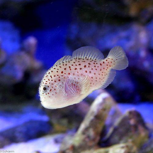 （海水魚）沖縄産　ダンゴオコゼ（１匹）　北海道・九州航空便要保温