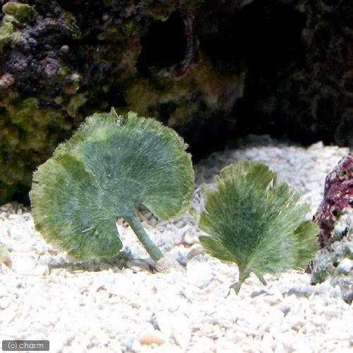 【おすすめ】 海水魚 海藻 豪華な １本 ハゴロモ