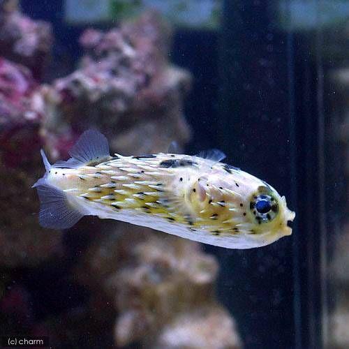 チャーム（charm） （海水魚）ハリセンボン Lサイズ（1匹） 北海道