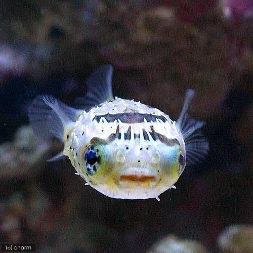 チャーム（charm） （海水魚）ハリセンボン Lサイズ（1匹） 北海道