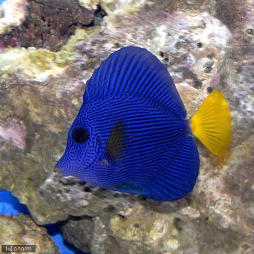 海水魚 パープルタン ｌサイズ １匹 沖縄別途送料 観賞魚生体 Charm チャーム