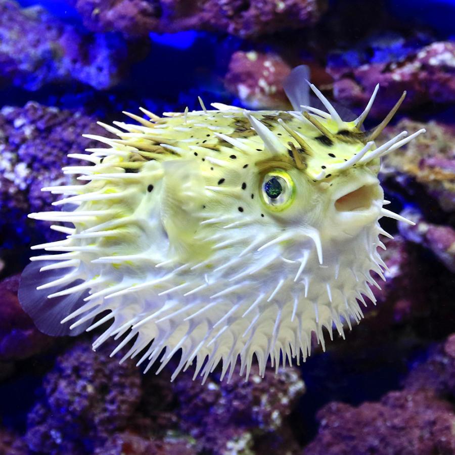 海水魚 東アフリカ産 ハリセンボン ｌサイズ １匹 北海道航空便要保温 沖縄別途送料 チャーム Charm Paypayモール店 通販 Paypayモール