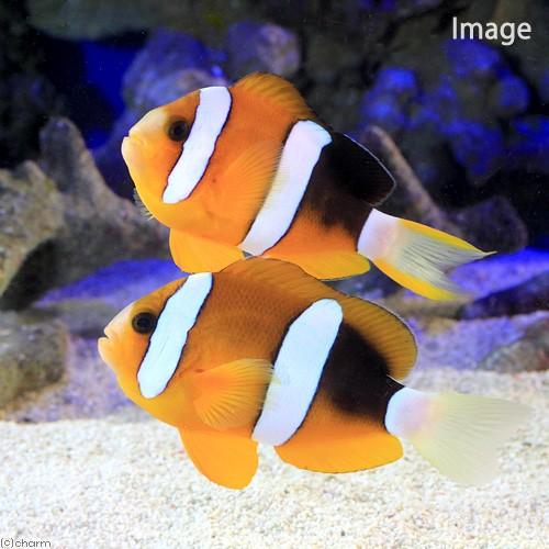 チャーム（charm） （海水魚）ナミクマノミ ペア（ワイルド）（1ペア