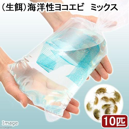 海水魚 生餌 エサ用海洋性ヨコエビミックス １０匹 北海道航空便要保温 チャーム Charm Paypayモール店 通販 Paypayモール