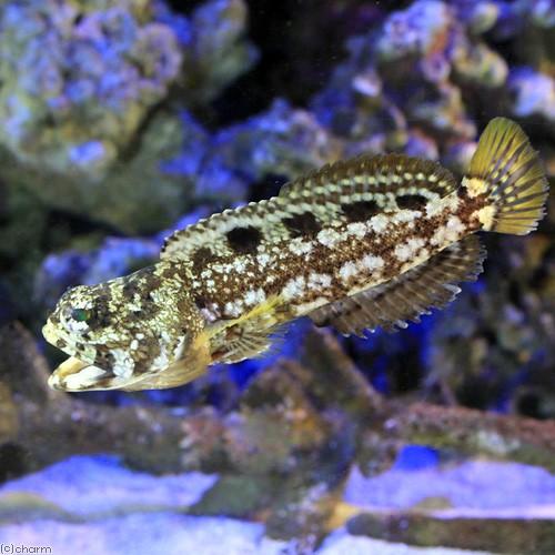 お値打ち価格で 海水魚 マトルドジョーフィッシュ １匹 沖縄別途送料 Plannerce Ir