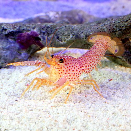 （海水魚）エビ　（Ｂ品）パープルリーフロブスター（１匹） | チャーム（ペット）