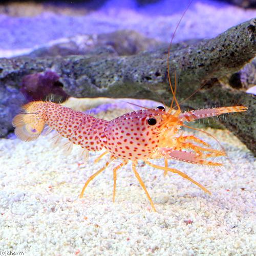 （海水魚）エビ　（Ｂ品）パープルリーフロブスター（１匹） | チャーム（ペット） | 01