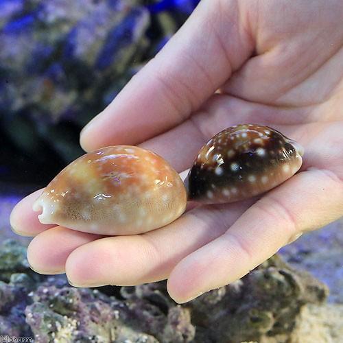 海水魚）貝 ホシキヌタ（1匹） : チャーム charm ヤフー店 - 通販