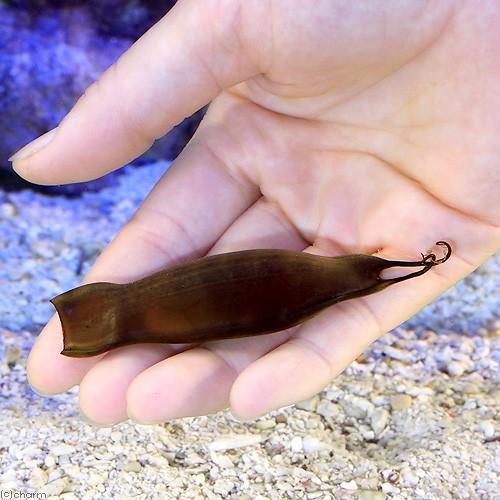 海水魚 コーラルキャットシャークのたまご １匹 北海道航空便要保温 沖縄別途送料 チャーム Charm Paypayモール店 通販 Paypayモール