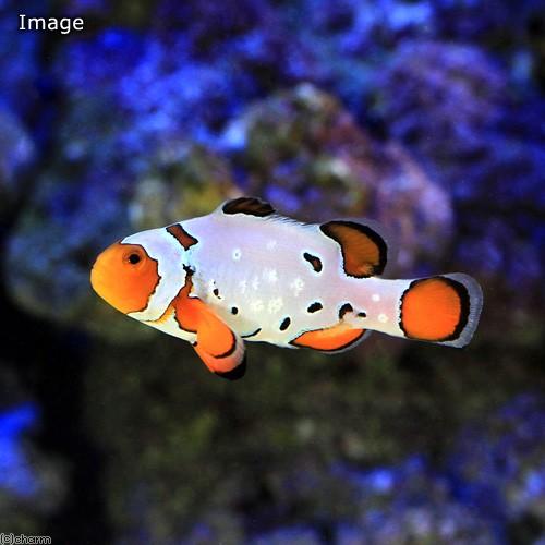 【213】ボトルのチャーム∕金魚／クマノミ チャーム（charm） （海水魚）スノーフレークオセラリス フロスト