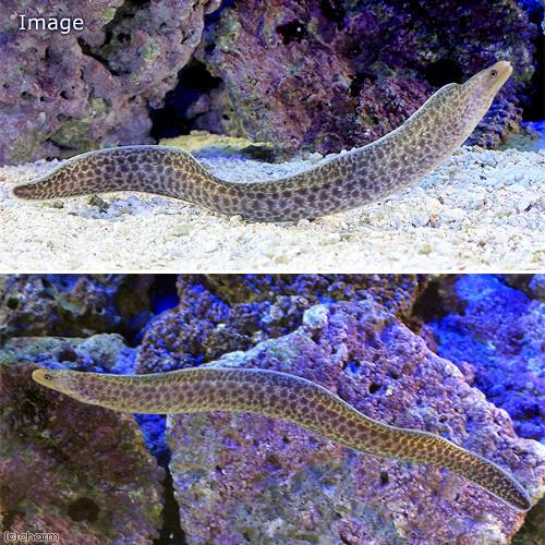 新年の贈り物 海水魚 アミメウツボ １匹 2 650円 Aynaelda Com