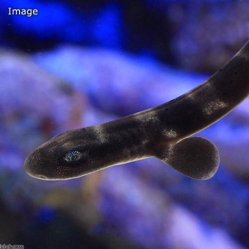 （海水魚）コーラルキャットシャーク　幼魚（１匹） の商品画像