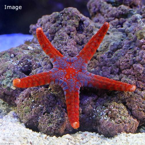 （海水魚）ヒトデ　ソメワケジュズベリヒトデ（１匹）　北海道・九州航空便要保温 | チャーム（ペット）