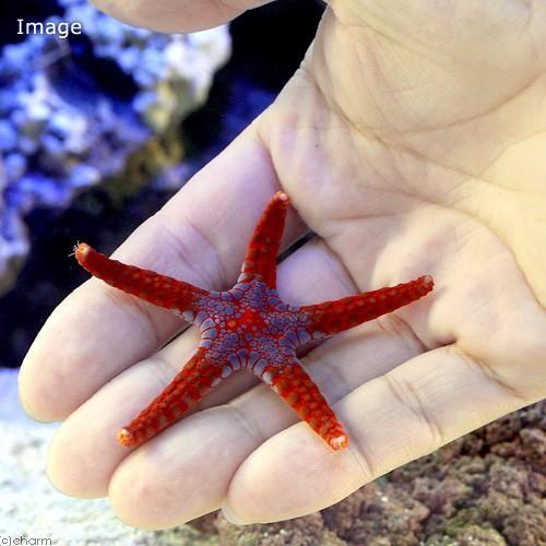 （海水魚）ヒトデ　ソメワケジュズベリヒトデ（１匹）　北海道・九州航空便要保温 | チャーム（ペット） | 01