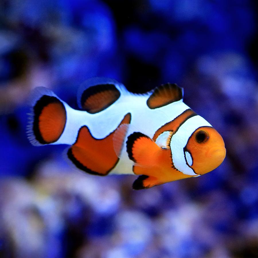 海水魚）ブラックダヴィンチオセラリス（ブリード）（1匹） CRC26