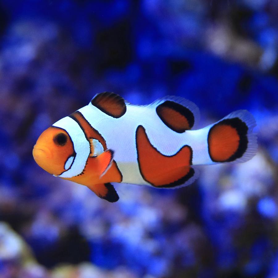 チャーム（charm） （海水魚）ダヴィンチオセラリス ハイグレード