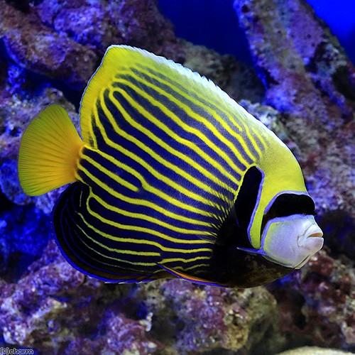 （海水魚）ヤッコ　沖縄産　タテジマキンチャクダイ（１匹）　沖縄別途送料