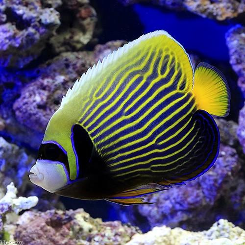 （海水魚）ヤッコ　沖縄産　タテジマキンチャクダイ（１匹）　沖縄別途送料 