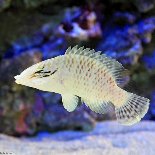 正規激安 海水魚 沖縄産 メガネモチノウオ 幼魚 １匹 北海道 九州 沖縄航空便要保温 沖縄別途送料 時間指定不可 Www Thedailyspud Com