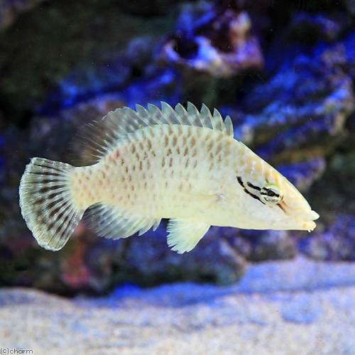 正規激安 海水魚 沖縄産 メガネモチノウオ 幼魚 １匹 北海道 九州 沖縄航空便要保温 沖縄別途送料 時間指定不可 Www Thedailyspud Com