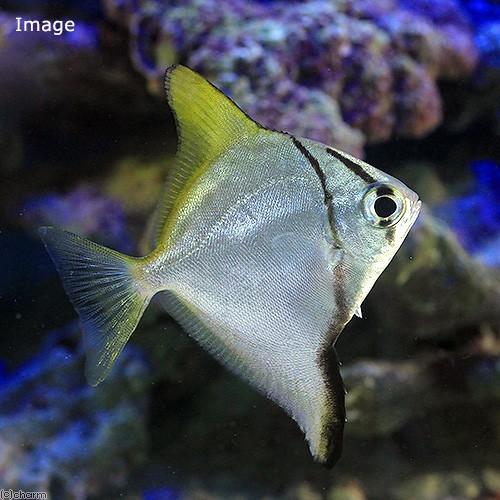 海水魚 ヒメツバメウオ １匹 北海道航空便要保温 チャーム Charm Paypayモール店 通販 Paypayモール