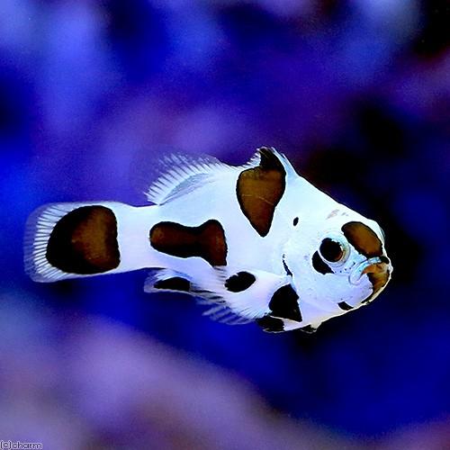 ブラックストームオセラリス　ペア チャーム（charm） （海水魚）ブラックストームオセラリス（ブリード