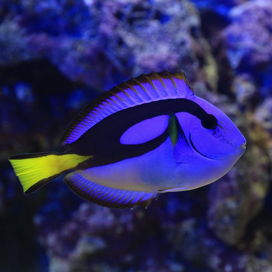 （海水魚）スリランカ産　ナンヨウハギ（１匹）