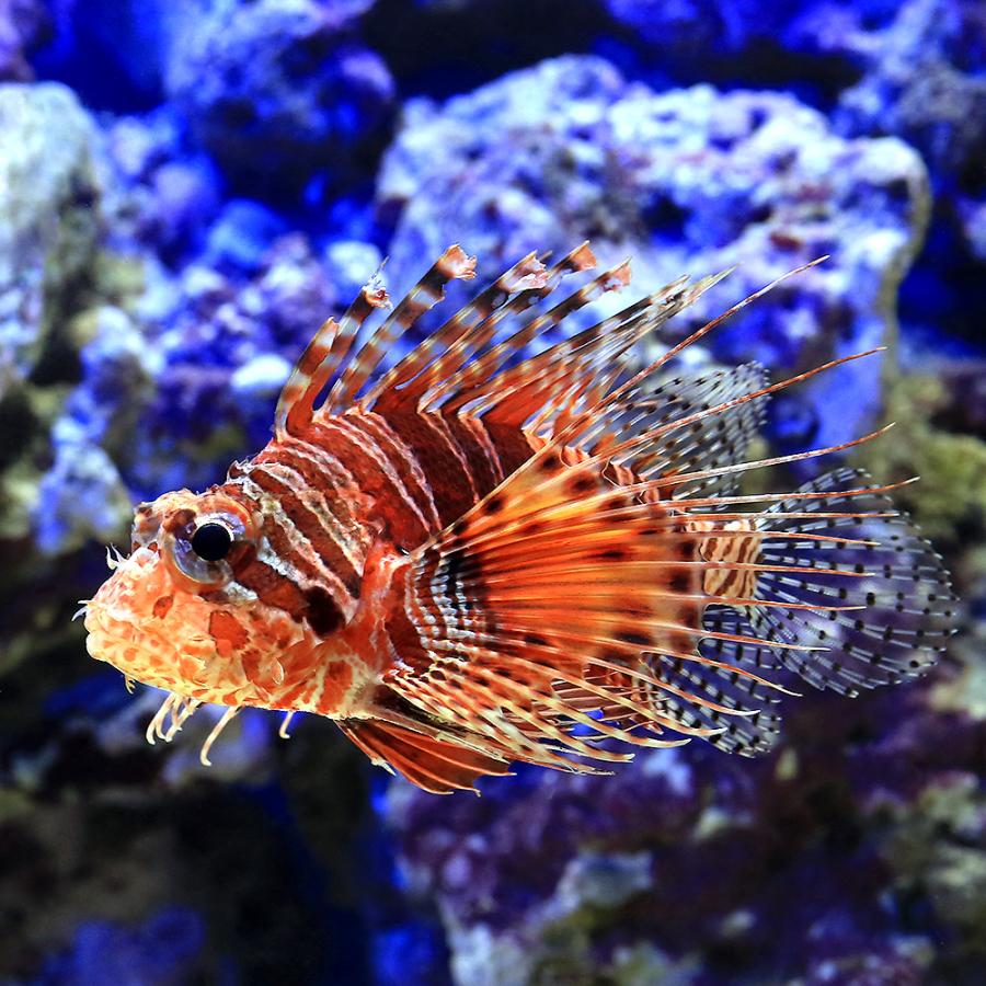 海水魚 フリルフィンターキーフィッシュ １匹 北海道航空便要保温 チャーム Charm Paypayモール店 通販 Paypayモール