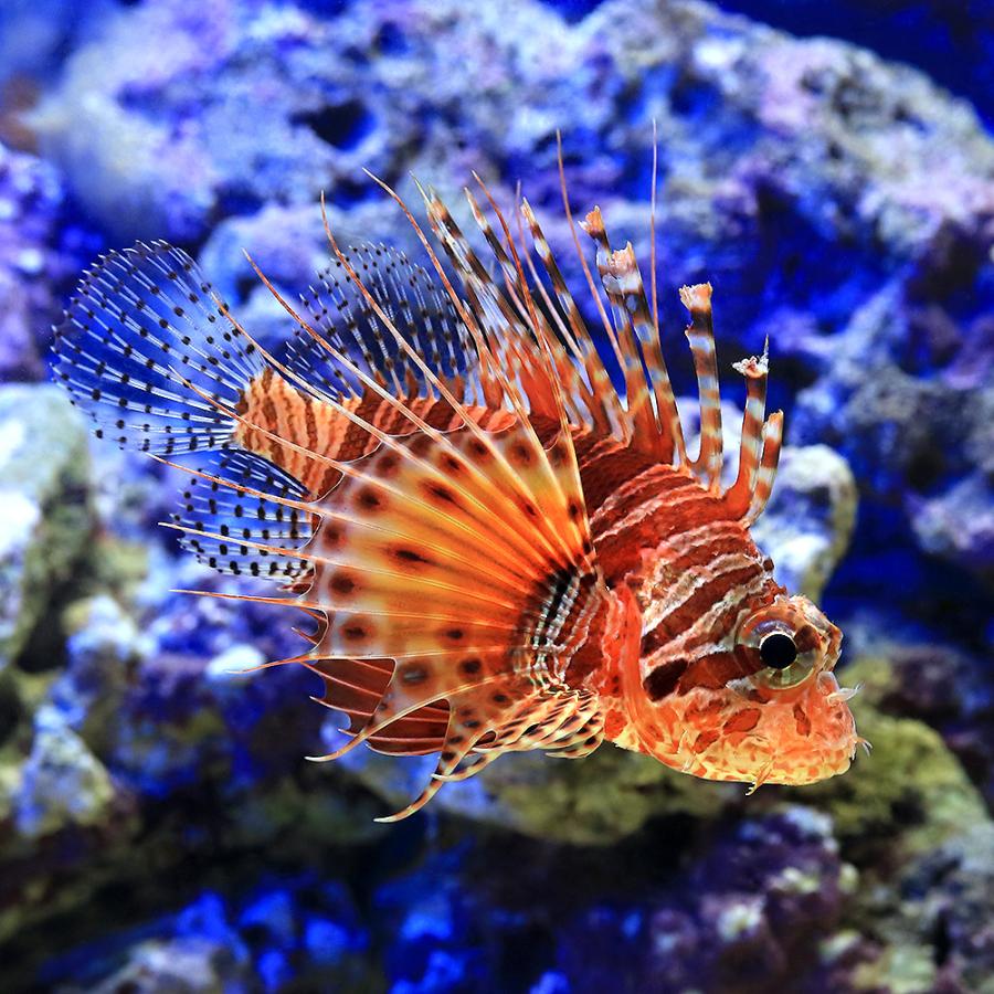 海水魚 フリルフィンターキーフィッシュ １匹 北海道航空便要保温 チャーム Charm Paypayモール店 通販 Paypayモール