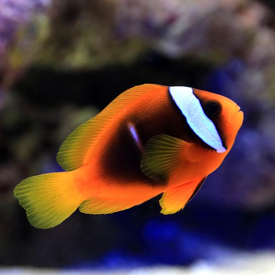 海水魚 ハマクマノミ ブラック ｍサイズ ワイルド １匹 北海道航空便要保温 チャーム Charm Paypayモール店 通販 Paypayモール